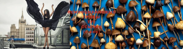 PSILOCYBIN Вязьма
