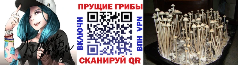 Галлюциногенные грибы Magic Shrooms  darknet телеграм  Знаменск 